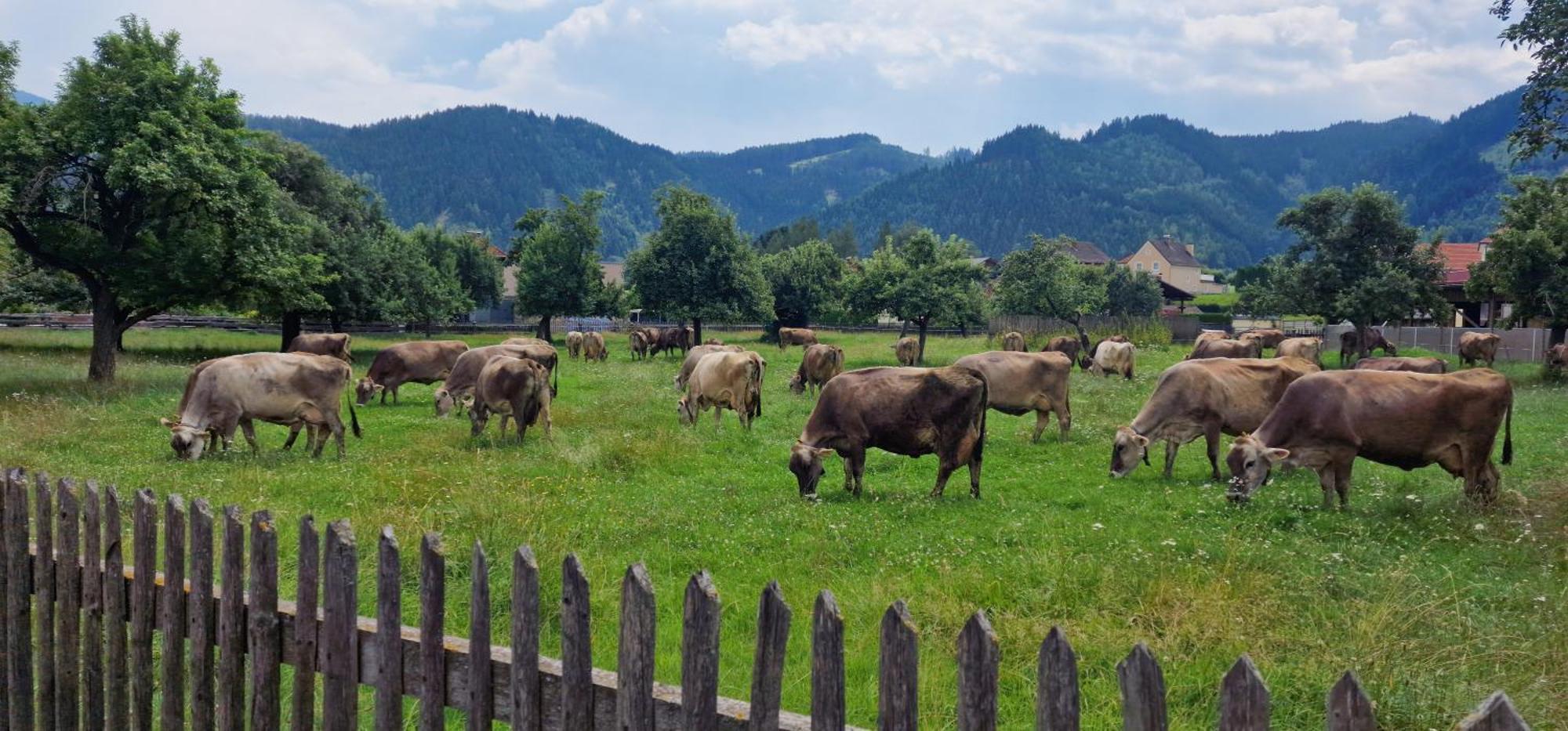 Apartamento Flat Bull Mit Garten